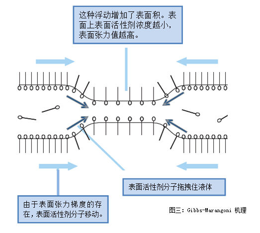 圖三：Gibbs-Marangoni 機理